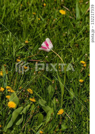 Macro of white tulips on a background of green grass Macro of white tulips on a background of green grass 132217339