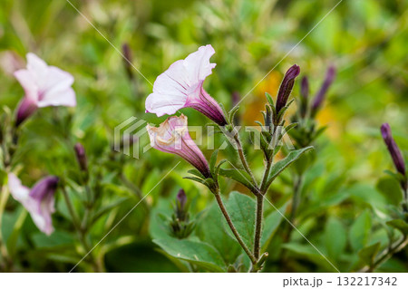 Macro of a blooming white petunia Macro of a blooming white petunia 132217342