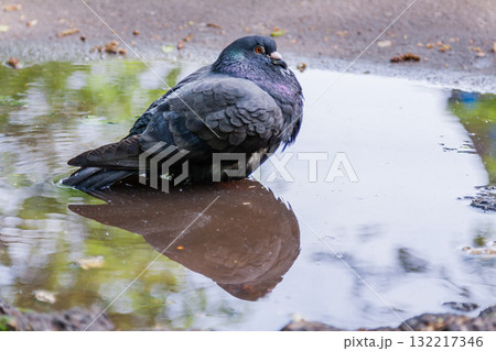 Dove swimming in a puddle 132217346