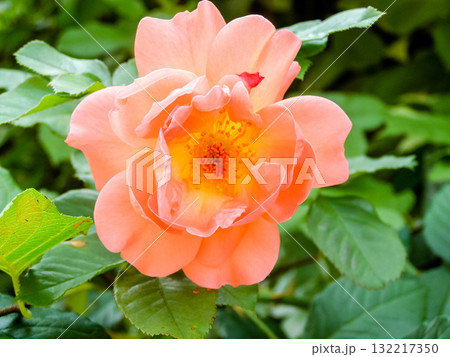 Flowering summer rose 132217350
