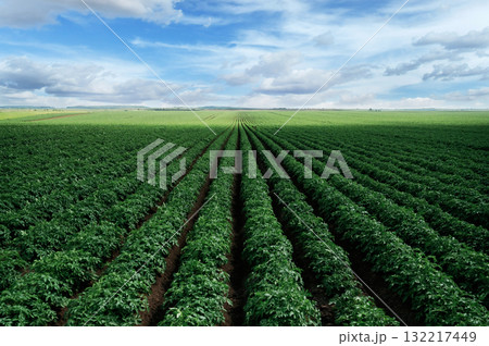 Vibrant green agricultural field under blue sky with clouds Vibrant green agricultural field under blue sky with clouds 132217449
