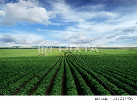 Vibrant green agricultural field under blue sky with clouds Vibrant green agricultural field under blue sky with clouds 132217450