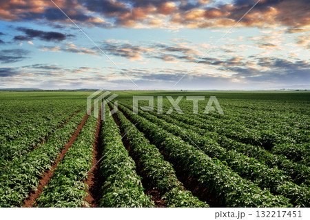 Vast agricultural field with rows of crops at sunset Vast agricultural field with rows of crops at sunset 132217451