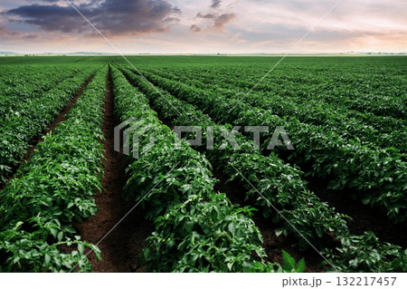 Expansive green farmland under a bright blue sky with clouds Expansive green farmland under a bright blue sky with clouds 132217457