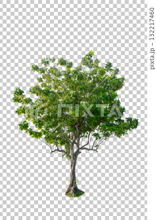 Tree PNG File Trees isolated on white background, tropical trees isolated used for design, advertising and architecture Tree PNG File Trees isolated on white background, tropical trees isolated used for design, advertising and architecture 132217460