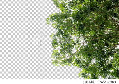 Green Tree Branch Canopy with Fresh Leaves Transparent PNG for Nature and Eco Design 132217464