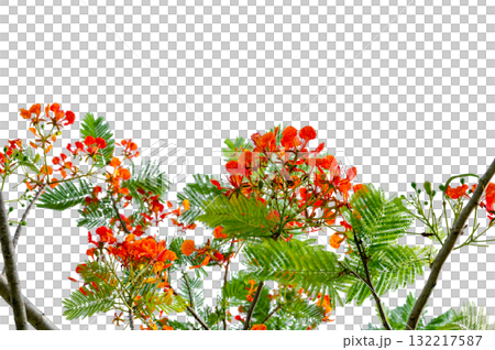 PNG of Royal Poinciana Flower Branch Red Blossoms and Green Leaves on Transparent Background. Royal Poinciana Branch with Red Blossoms and Green Leaves PNG of Royal Poinciana Flower Branch Red Blossoms and Green Leaves on Transparent Background. Royal Poinciana Branch with Red Blossoms and Green Leaves 132217587