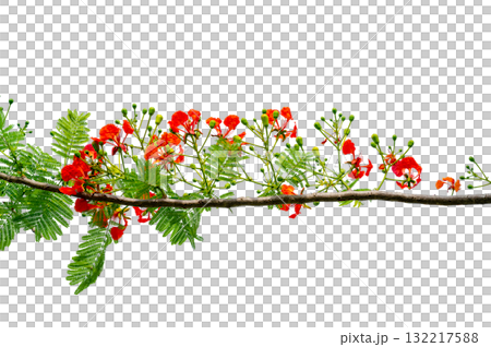 PNG of Royal Poinciana Flower Branch Red Blossoms and Green Leaves on Transparent Background. Royal Poinciana Branch with Red Blossoms and Green Leaves 132217588