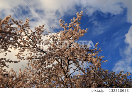 青い空・白い雲・満開の桜 青い空・白い雲・満開の桜 132218638