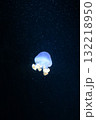 タコクラゲ 132218950