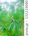 松の葉 132219080