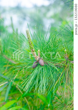 松の葉 132219080
