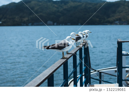 観覧船デッキで羽休めするウミネコ 132219081