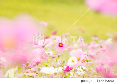 パステルカラーの光に包まれた幻想的なコスモス畑 132219098