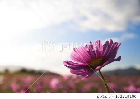 夕陽に輝くドラマチックな秋桜 132219100