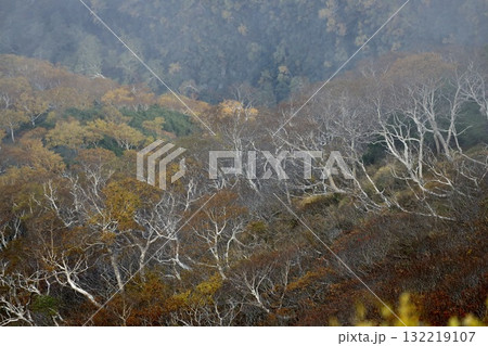 2025年9月25日の黒岳を下山途中の午後、紅葉 132219107