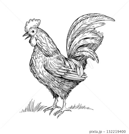Rooster. Vector ink styled handmade illustration. For packaging design, cards, cover, prints, product labels and fabric. 132219400