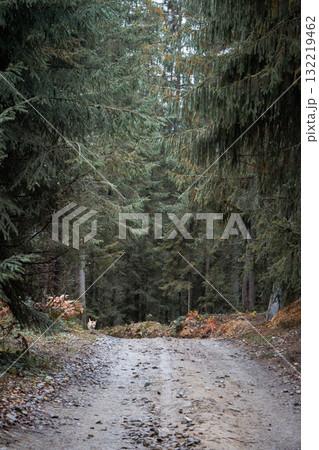 Empty road in deep forest. Dirty road in Carpathian mountains. Rural footpath in autumn woodland. Scenery forest landscape. Travel concept. Destination concept. Nature of Ukraine. 132219462