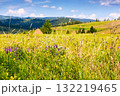nature background with flowers on the mountain meadow. blooming carpathian landscape with herbs among green grass on a sunny summer day. wonderful rural scene with field on rolling hills and blue sky 132219465