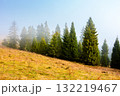 spruce trees on a hazy morning in carpathian mountains. beautiful landscape of ukraine under blue sky in autumn. wonderful nature background with sunlight coming through the fog 132219467