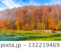 mountain landscape with forest in autumn. travel background with road in fall season. beautiful countryside scenery of ukraine under blue sky. sunny weather. pile of firewood near the path 132219469