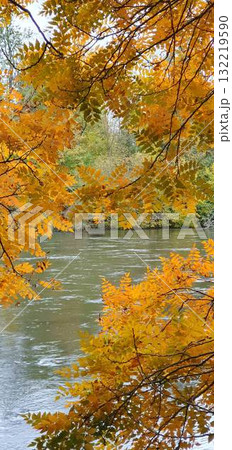 View of a calm river seen through orange autumn leaves, mobile photo. Peaceful fall landscape with warm colors and soft natural light. 132219590