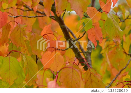 View of fall-colored leaves on a tree. Fall colors on trees. Fall colors on foliage. Macro image, close-up. Full-color background and wallpaper. Concept of fall colors and the coming winter. View of fall-colored leaves on a tree. Fall colors on trees. Fall colors on foliage. Macro image, close-up. Full-color background and wallpaper. Concept of fall colors and the coming winter. 132220029