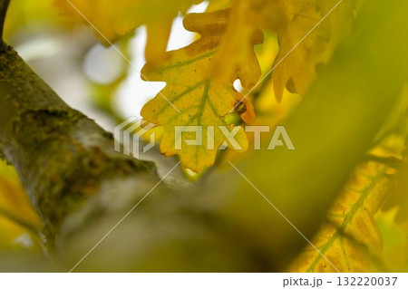 A view into the crown of a tree with autumn leaves. The crown of a tree with golden autumn foliage. The concept of autumn colors and the approaching winter. Macro shot, close-up. Shallow depth of A view into the crown of a tree with autumn leaves. The crown of a tree with golden autumn foliage. The concept of autumn colors and the approaching winter. Macro shot, close-up. Shallow depth of 132220037