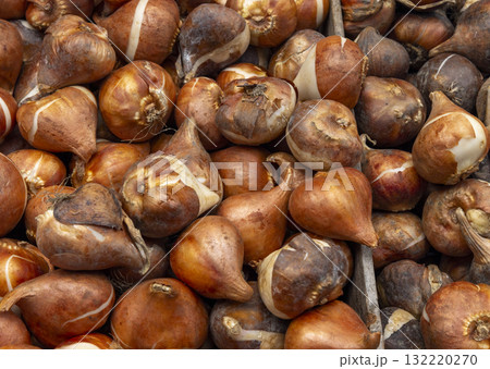 Tulip bulbs corms in wooden box on flower's market in Amsterdam. Tulip Bulbs for Sale Amsterdam Market. Full coverage image of tulip bulbs. Concept image. 132220270