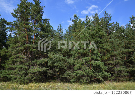 edge of a spruce forest in August, Russia edge of a spruce forest in August, Russia 132220867