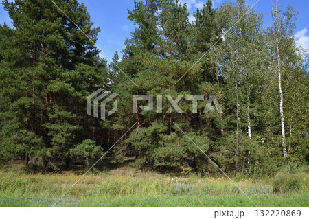 edge of a spruce forest in August, Russia edge of a spruce forest in August, Russia 132220869