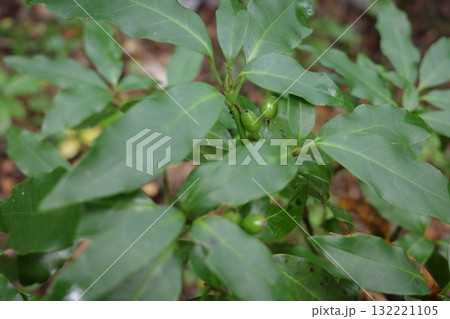 秋、アオキの実が色づき始めました。 夏に咲いた花が実を結び、まだ緑色ながらも季節の移ろいを感じさせr 秋、アオキの実が色づき始めました。 夏に咲いた花が実を結び、まだ緑色ながらも季節の移ろいを感じさせr 132221105