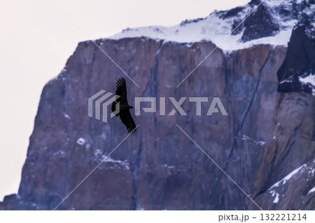 Andean Condor ,Torres del Paine National Park, Patagonia, Chile. Andean Condor ,Torres del Paine National Park, Patagonia, Chile. 132221214