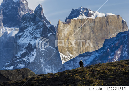 Andean Condor ,Torres del Paine National Park, Patagonia, Chile. 132221215
