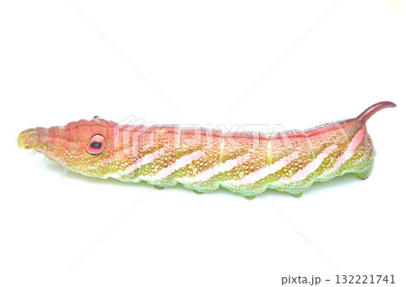 ミスジビロードスズメの幼虫 132221741