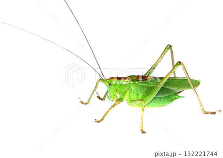ヤブキリのオス 132221744