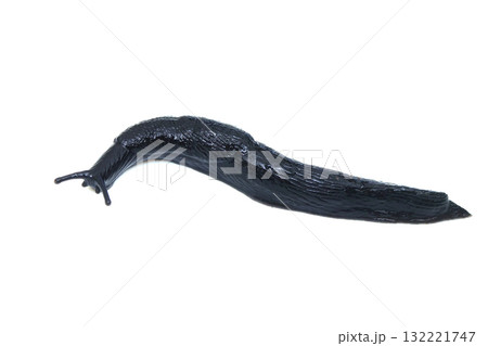 ヤマコウラナメクジ 132221747