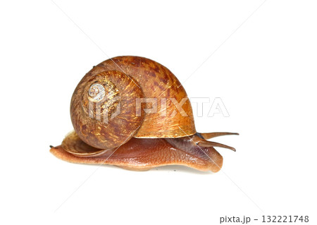 ヤマタニシ 132221748