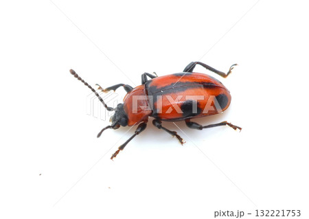 ヨツボシテントウダマシ ヨツボシテントウダマシ 132221753
