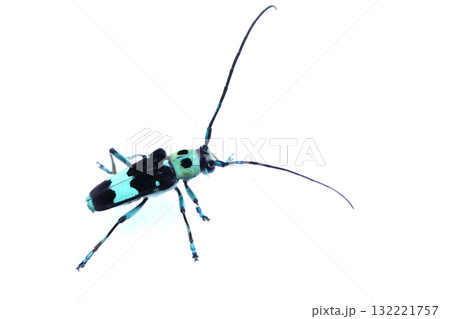 ラミーカミキリ 132221757