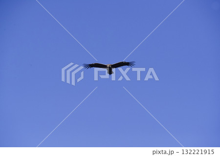 Andean Condor ,Torres del Paine National Park, Patagonia, Chile. Andean Condor ,Torres del Paine National Park, Patagonia, Chile. 132221915