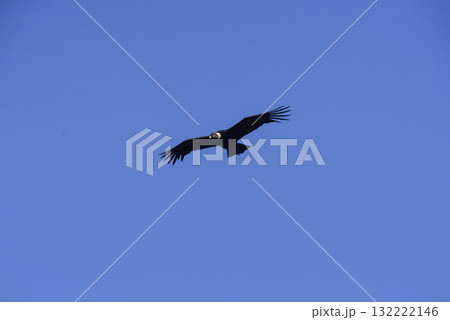 Andean Condor ,Torres del Paine National Park, Patagonia, Chile. Andean Condor ,Torres del Paine National Park, Patagonia, Chile. 132222146