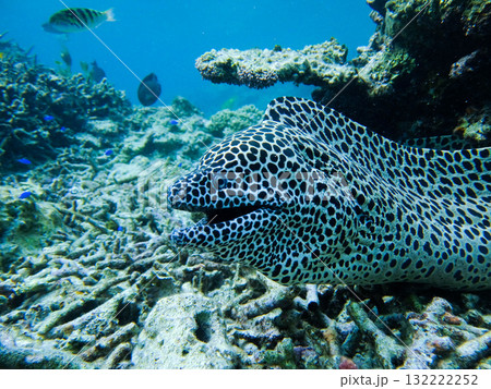 好奇心旺盛なニセゴイシウツボ 好奇心旺盛なニセゴイシウツボ 132222252