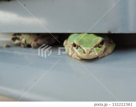 壁に張り付くアマガエル 壁に張り付くアマガエル 132222361