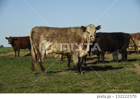 Cattle Shorthorn , in Argentine countryside, La Pampa province, Patagonia, Argentina. Cattle Shorthorn , in Argentine countryside, La Pampa province, Patagonia, Argentina. 132222370