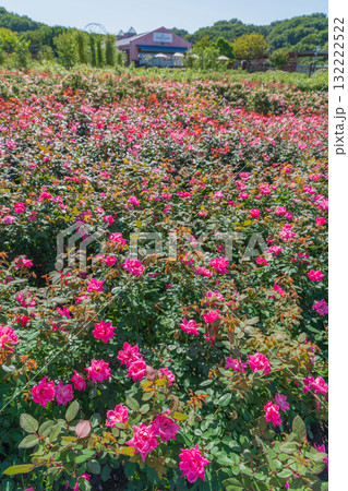 ぎふワールド・ローズガーデン、満開の秋バラ〈岐阜県可児市〉 ぎふワールド・ローズガーデン、満開の秋バラ〈岐阜県可児市〉 132222522