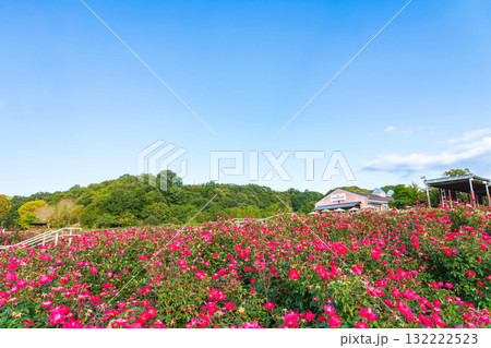 ぎふワールド・ローズガーデン、満開の秋バラ〈岐阜県可児市〉 132222523