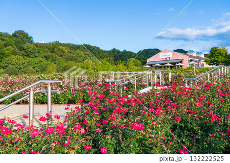 ぎふワールド・ローズガーデン、満開の秋バラ〈岐阜県可児市〉 132222525