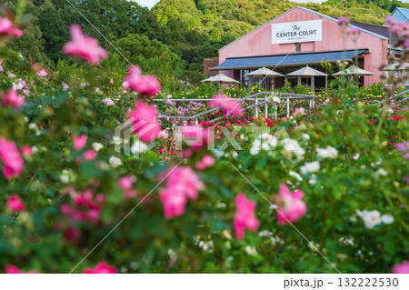 ぎふワールド・ローズガーデン、満開の秋バラ〈岐阜県可児市〉 ぎふワールド・ローズガーデン、満開の秋バラ〈岐阜県可児市〉 132222530