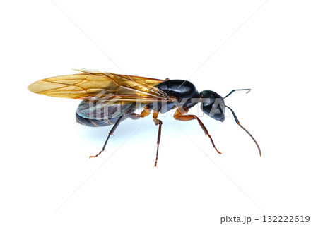 ミカドオオアリの女王アリ ミカドオオアリの女王アリ 132222619